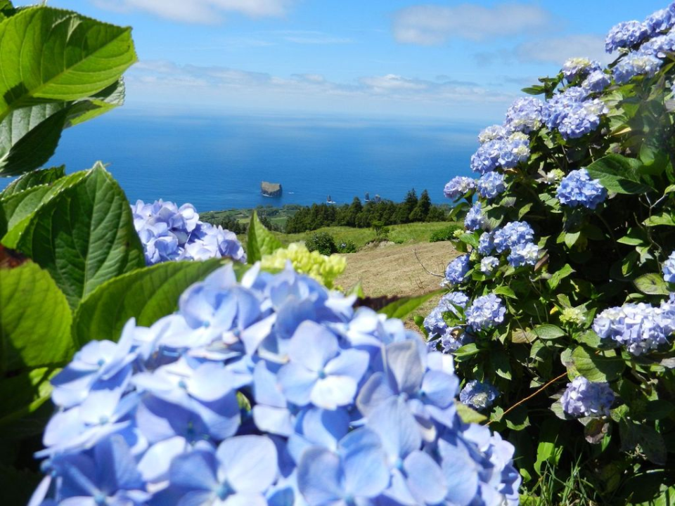 ... as well as some hydrangea