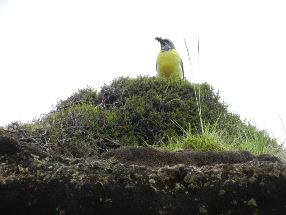One of many birds. They were everywhere, at all times