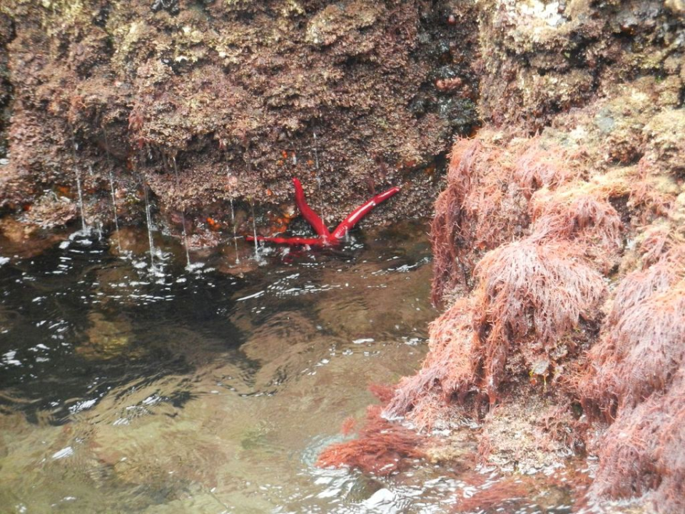 ... as does this brittle star(?) in the waves