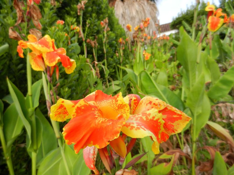 An impression of our Bed & Breakfast's garden