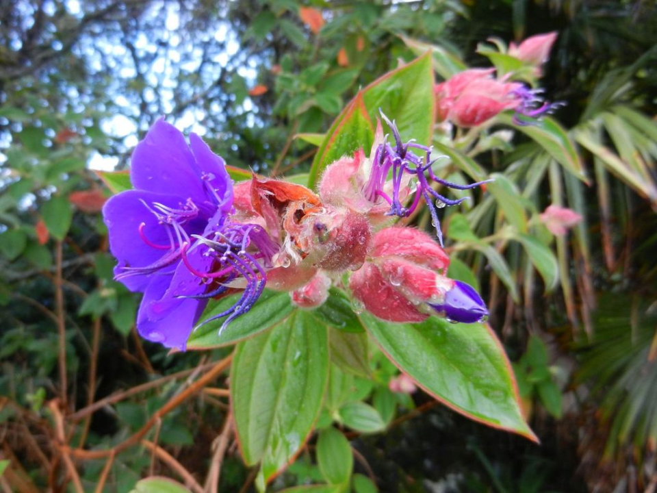 New day, new impression from the garden