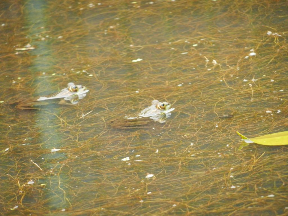Also a pond with lots of frogs ...