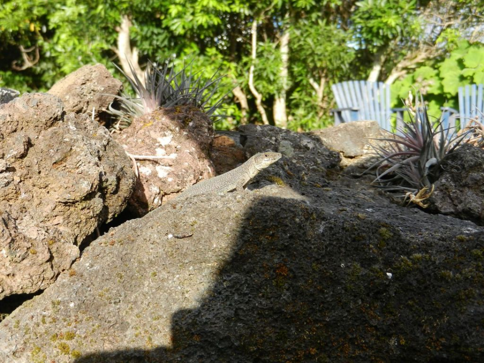 On Pico we were greeted by a lizard enjoying the few sun rays. Soon after that it got foggy and started to rain for the rest of the day (more of a spray actually)