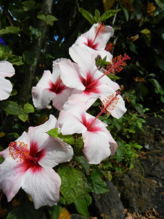 In the evening the sun is back and so are the flowers